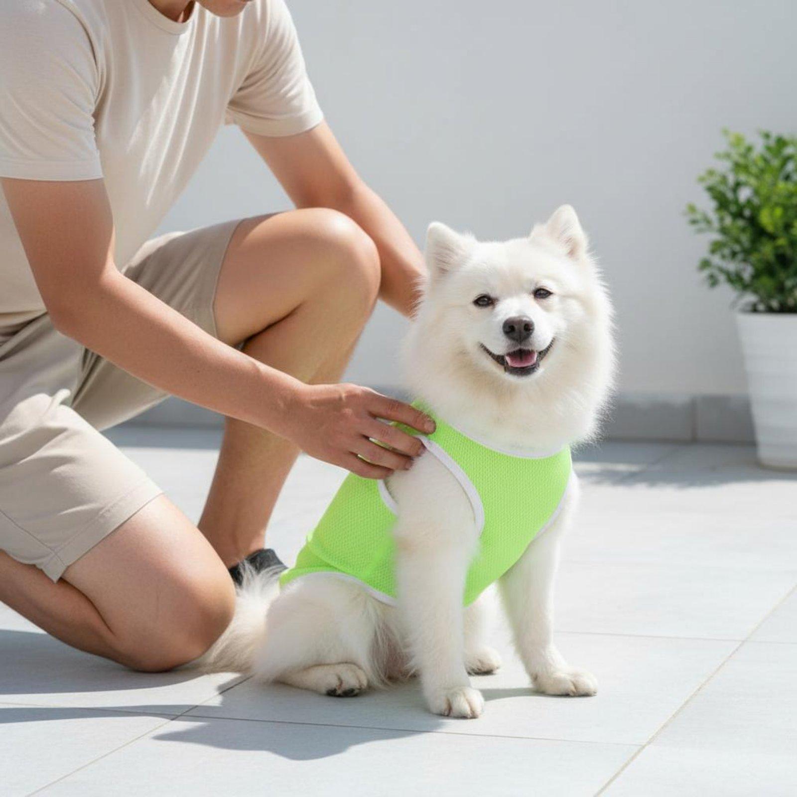 Köpekler için Pet Mesh Yelek,  - Outdoor Adventure Boys incelemesi ve fiyatı